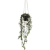 Eukalyptusköynnös Kotikulta 65 cm