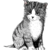 Heijastin Kiilu C Vallila Kitties pentu