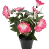 Koristekasvi Kotikulta Päivänsini 30 cm pinkki