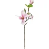 Magnoliaoksa Kotikulta 49 cm