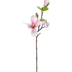 Magnoliaoksa Kotikulta 49 cm