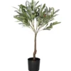 Oliivipuu Kotikulta 75 cm