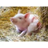Palapeli Ravensburger 2 x 12 palaa Farm Animals