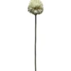 Pallokrysanteemi Kotikulta 62 cm
