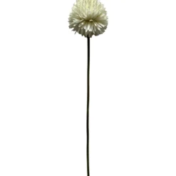Pallokrysanteemi Kotikulta 62 cm