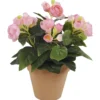 Ruusubegonia Kotikulta 26 cm pinkki