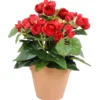 Ruusubegonia Kotikulta 26 cm punainen