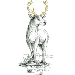 Värikynäsetti Staedtler 5 kpl pigment liner